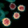 Severe acute respiratory syndrome coronavirus 2