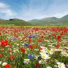 Primavera