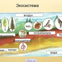 Ecosystem