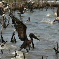 accidentul ecologic de la minamata