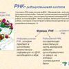 Acid ribonucleic