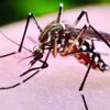 Virusul West Nile