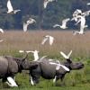 Kaziranga National Park