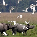 Kaziranga National Park