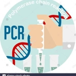 Polymerase chain reaction