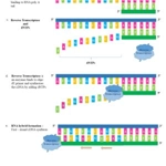 Reverse transcription polymerase chain reaction