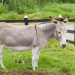 Equus africanus asinus