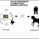 Fiebre del Nilo Occidental