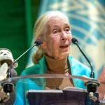 Jane Goodall