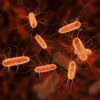 Escherichia coli