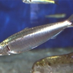 Sardina pilchardus