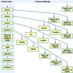 Successione legittima