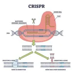 crispr