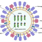 Influenza A virus
