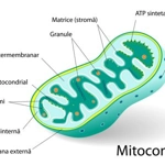 apoptoză mitocondrială