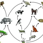 Ecosystem