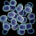 bacterii anaerobe