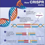 crispr