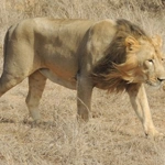 Asiatic lion