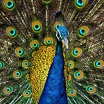 peacock