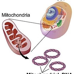 adn mitocondrial
