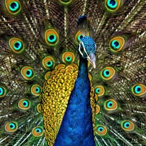 peacock