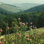 Arionești, Dondușeni