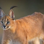 Caracal
