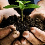 Fondul European pentru Garantare în Agricultură