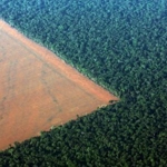 Pădurea Amazoniană