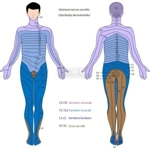 Sistem nervos periferic