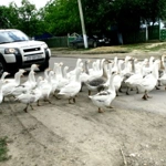 Бессарабка